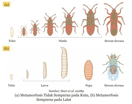 metamorfosis tidak sempurna kutu dan metamorfosis sempurna pada lalat