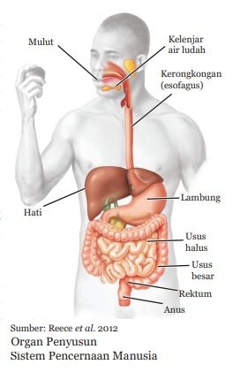 gambar organ sistem pencernaan manusia