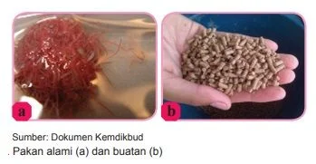 pakan ikan konsumsi