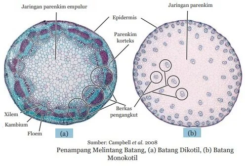 penampang melintang batang dikotil dan monokotol
