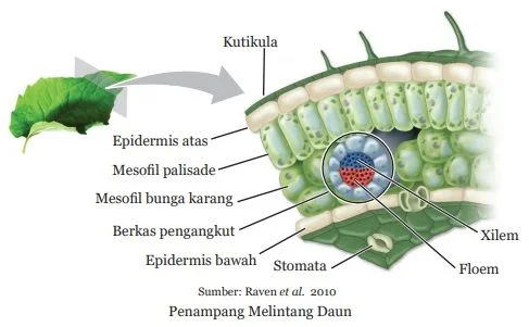 penampang melintang daun