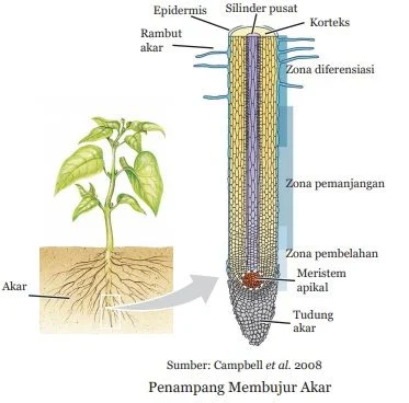 penampang membujur akar
