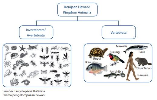 pengelompokan kerajaan hewan kingdom animalia