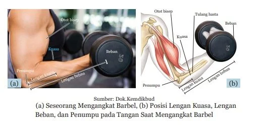 pengungkit pada manusia barbel