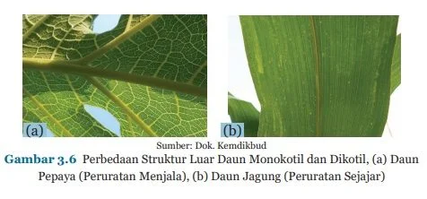 perbedaan struktur daun monokotol dan dikotil