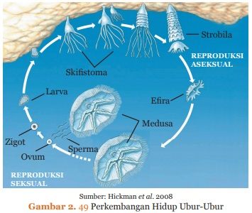 perkembangan hidup ubur-ubur