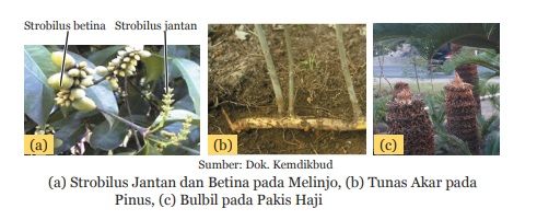 perkembangbiakan tumbuhan Gymnospermae