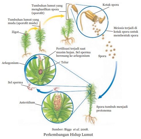 perkembangbiakan tumbuhan lumut