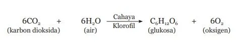 persamaan fotosintesis