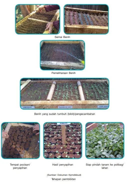 proses pembibitan tanaman