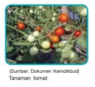 sayuran tomat