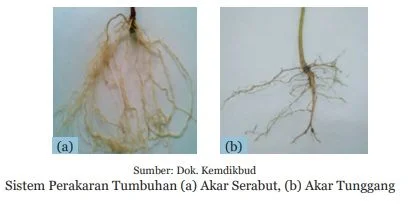 sistem akar tumbuhan serabut dan tunggang