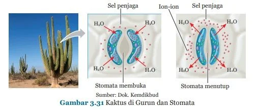 stomata kaktus