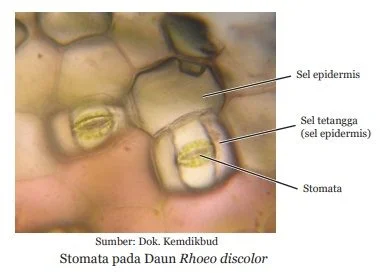 stomata pada daun tempat terjadinya fotosintesis