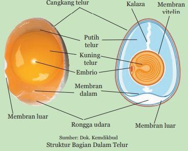 struktur bagian dalam telur