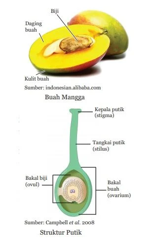 struktur dan asal muasal buah