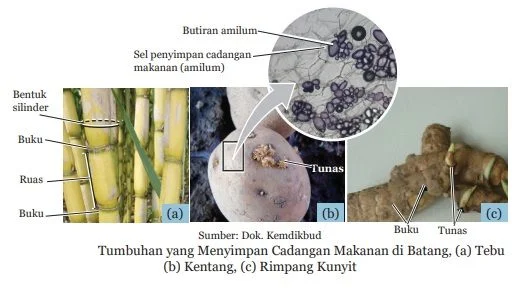 tumbuhan yang menyimpan cadangan makanan di batang
