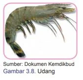 udang windu