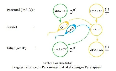Diagram Kromosom Perkawinan Laki-Laki dengan Perempuan