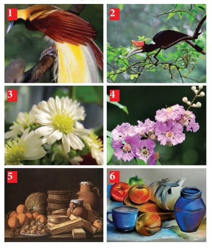 contoh objek menggambar flora fauna dan alam benda