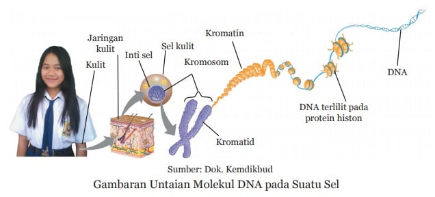 gambaran lokasi tempat untaian molekul DNA