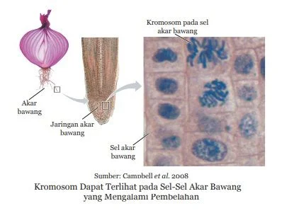 kromosom pada sel sel akar bawang