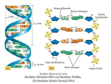 struktur molekul dna (heliks) dan struktur kimia parsial dna