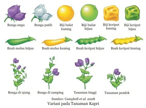 variasi pada tanaman kapri
